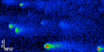 olfactory neurons